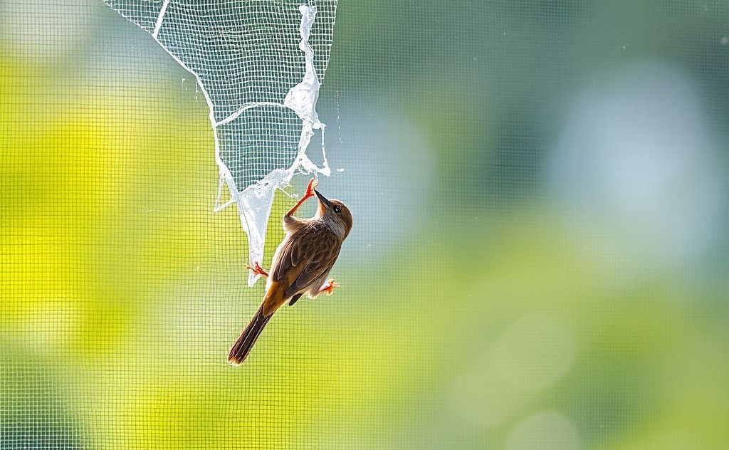 A bird pecking at a damaged window screen in a bright setting