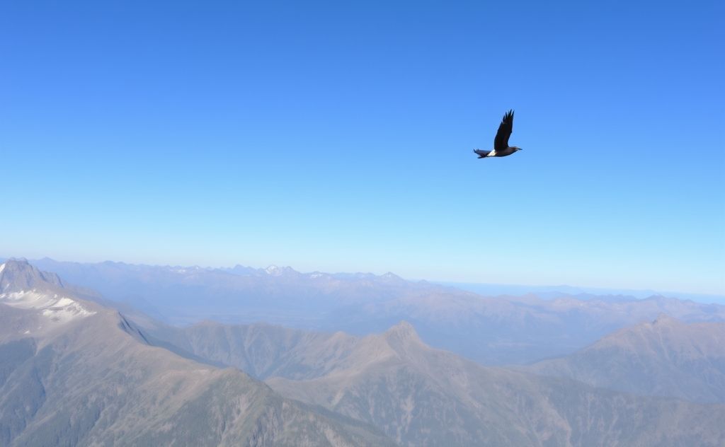 A bird soaring high above mountains against a clear blue sky.