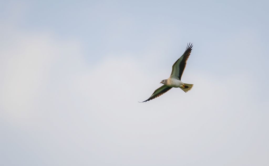 A bird soaring through the sky with a blurred background.