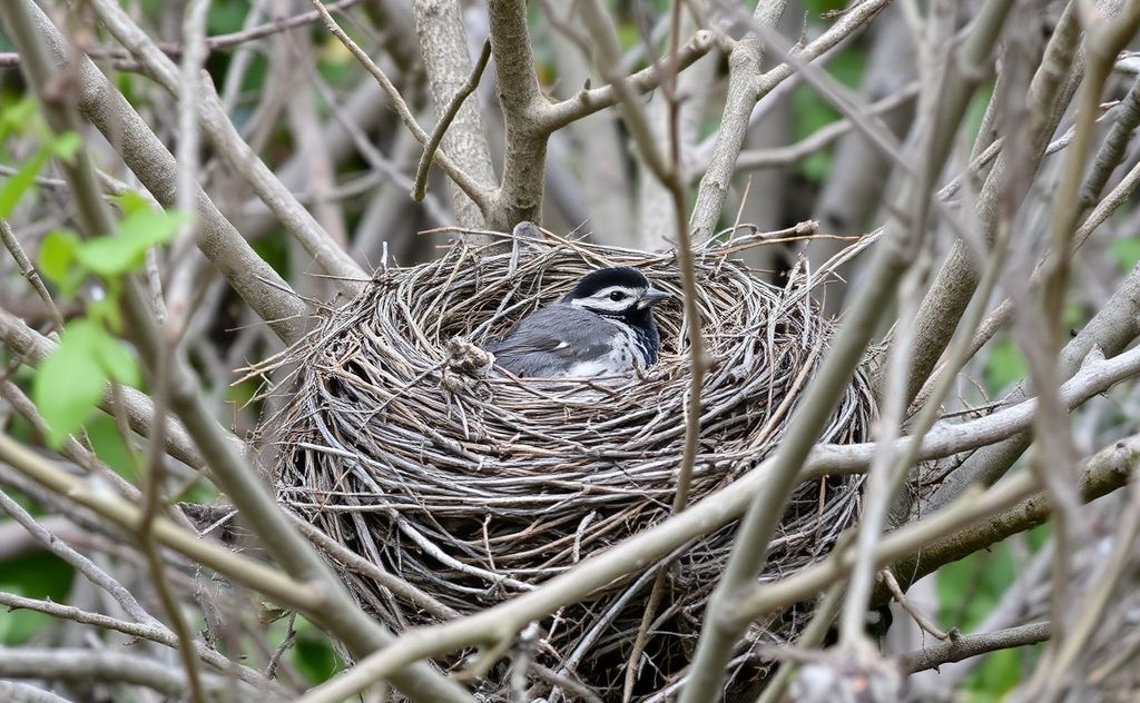 A bird's nest abandoned among branches with signs of disturbance.