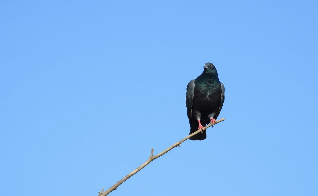 A black pigeon perched on a branch against a clear blue sky.