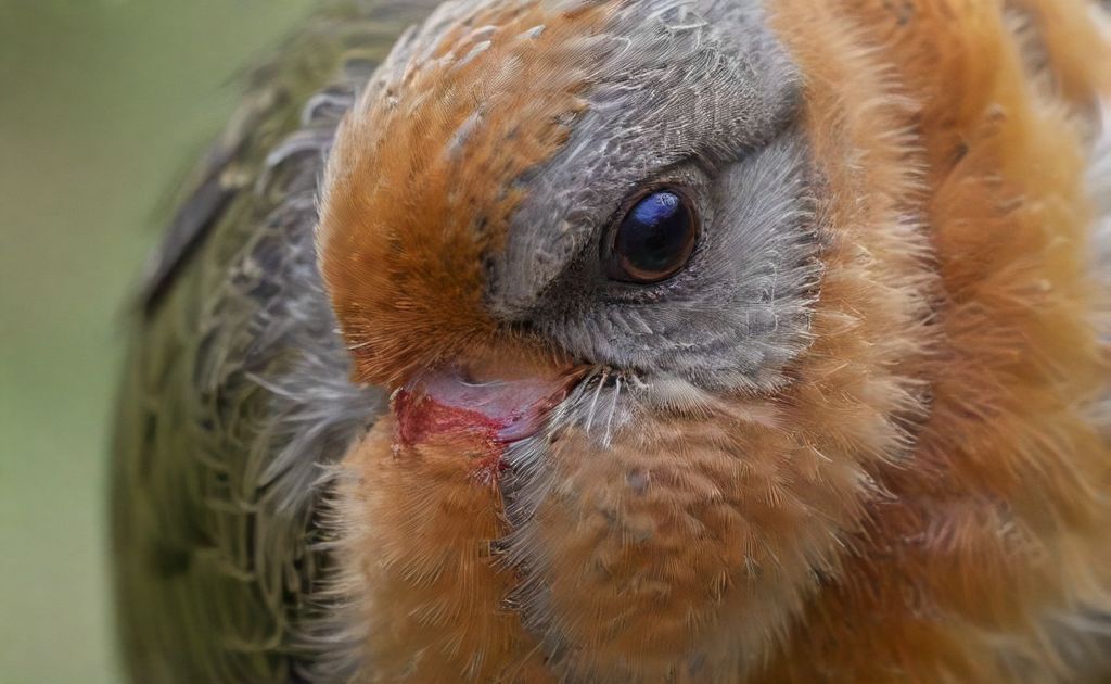 A close-up of a bird's abdomen showing signs of distress.