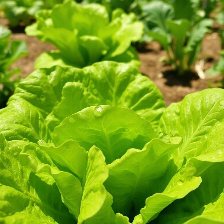 Rahasia Selada Super Renyah: Bongkar Tuntas Tips Menanam Anti Lembek dari Ahlinya!