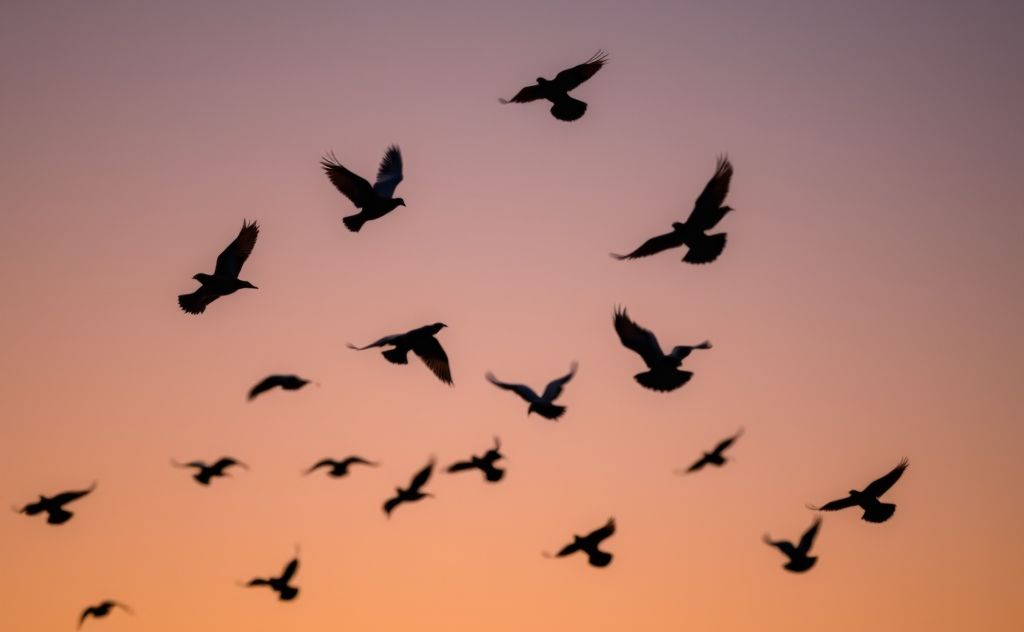 A dark silhouette of black pigeons flying against a twilight sky.
