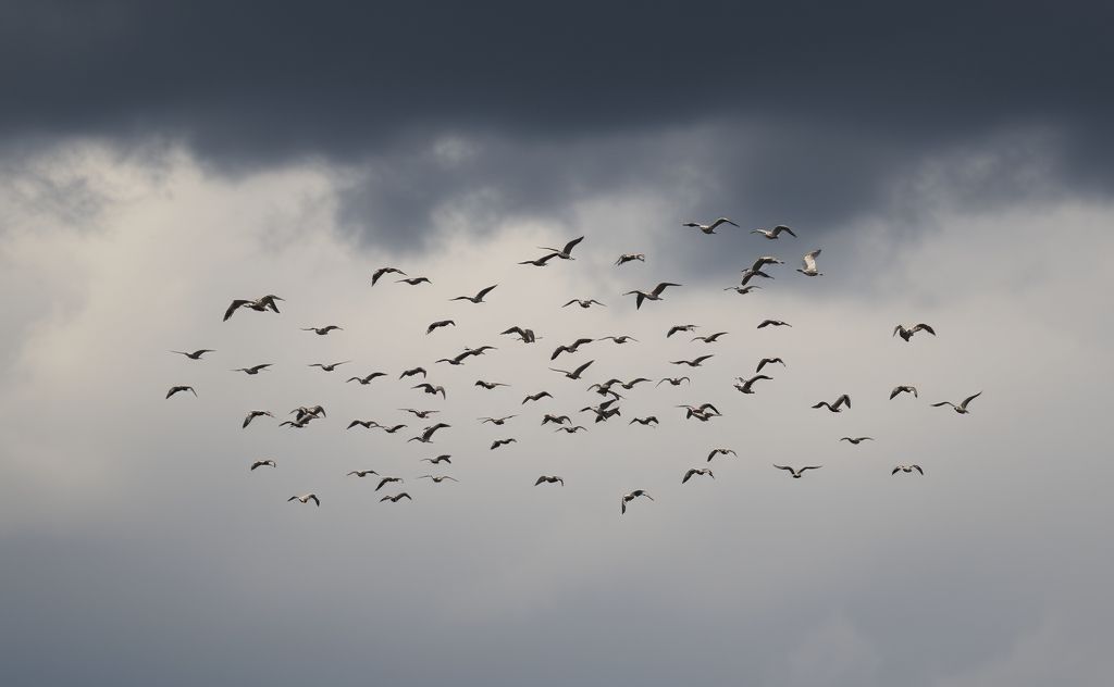 A flock of birds flying away from dark storm clouds.