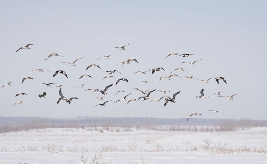 A flock of birds flying over a snowy landscape in winter.