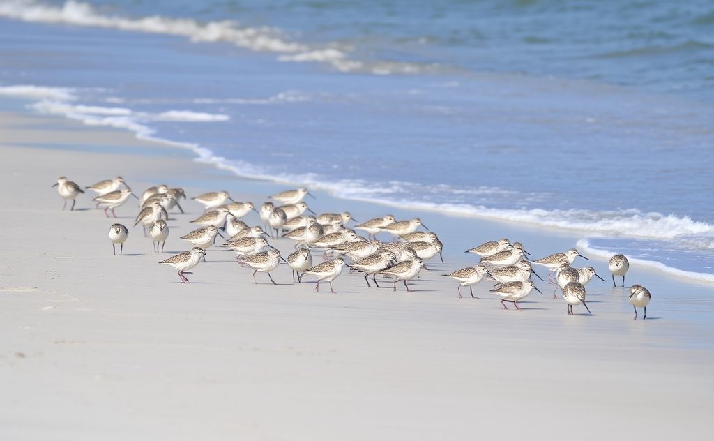 A flock of shorebirds foraging along a sandy Florida beach.