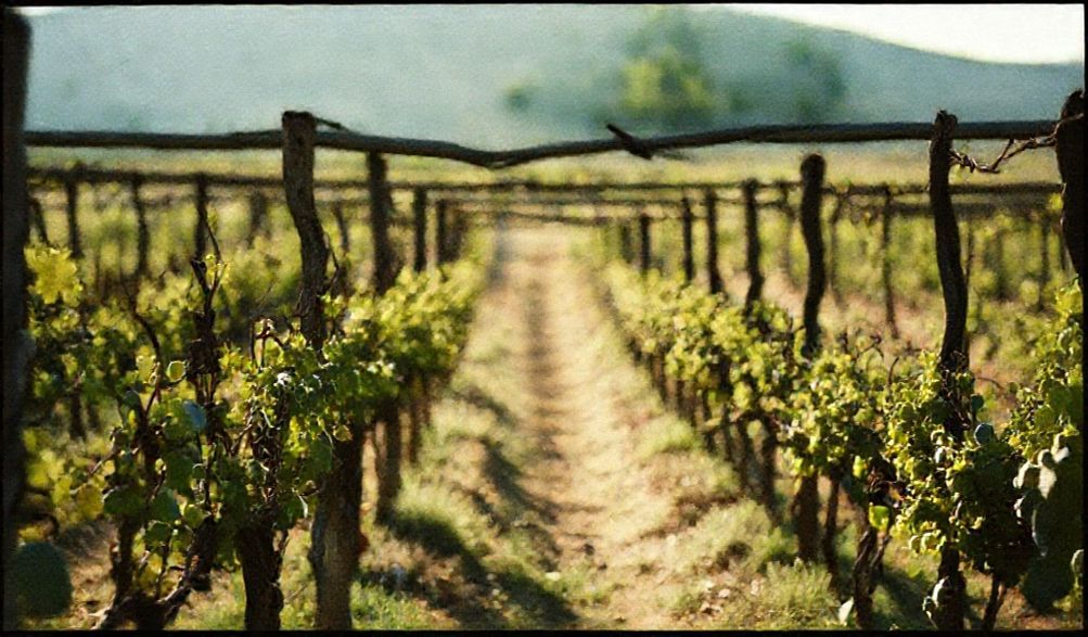 Diferencia entre vino natural y vino orgánico