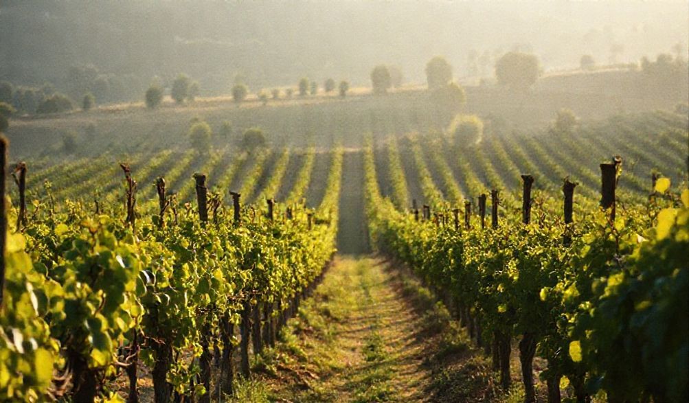 El 'Boom' Silencioso: Cómo el Vino Orgánico se Triple en Valor (y Te Hace Sentir Mejor)