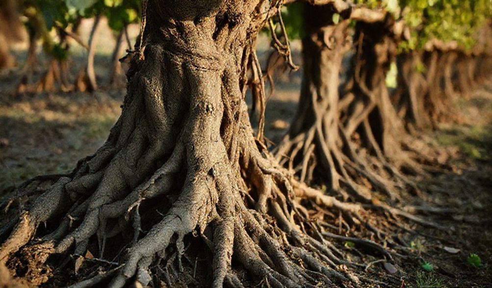 ¿Moda o Revolución? Por Qué el Vino Natural Está Aquí Para Quedarse (Y Los Escépticos se Equivocan)