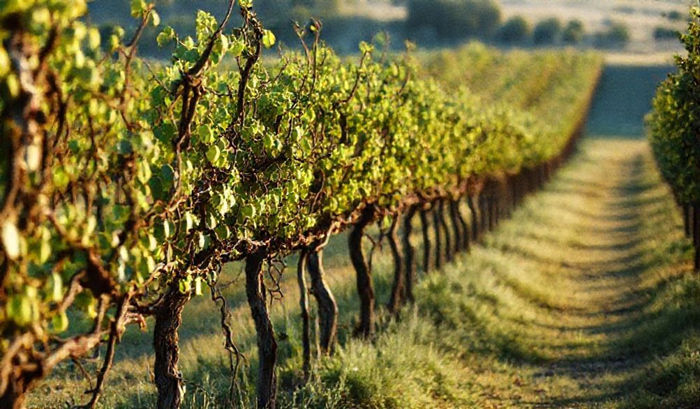 ¿Es el Pét-Nat el nuevo champán... o solo una moda burbujeante?