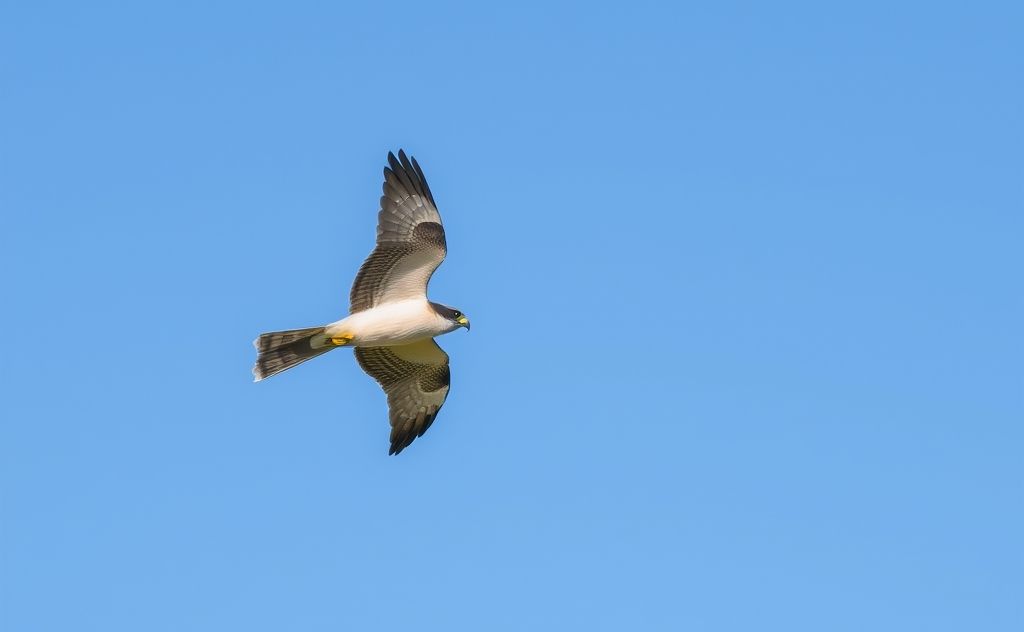 A peregrine falcon diving at high speed through a clear blue sky.