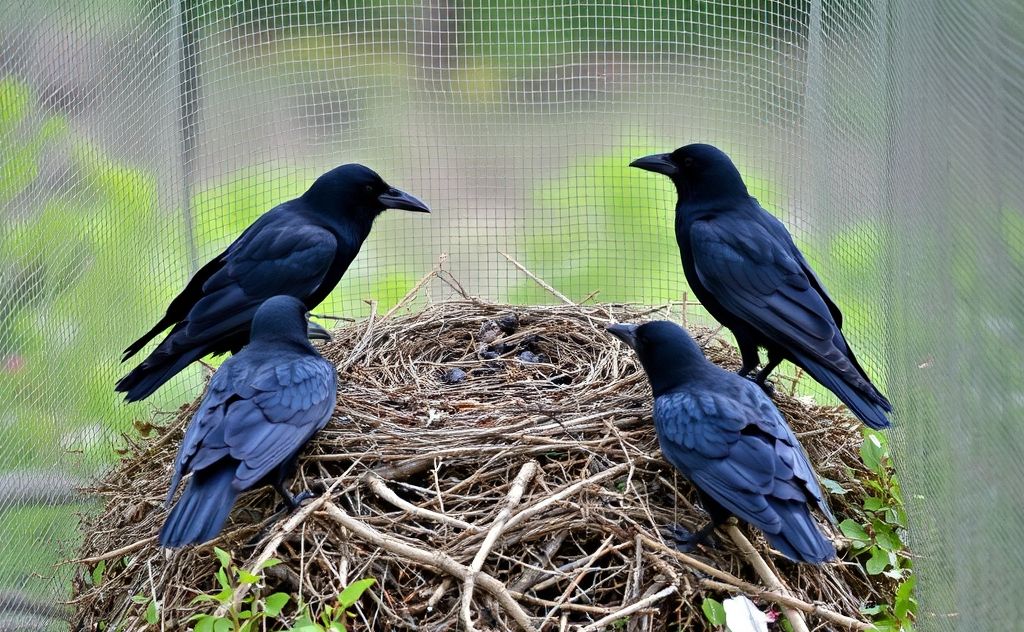 A protective barrier around a bird nest with crows nearby.