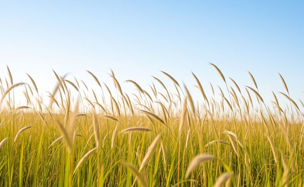 A serene landscape with a gentle breeze moving through tall grass.