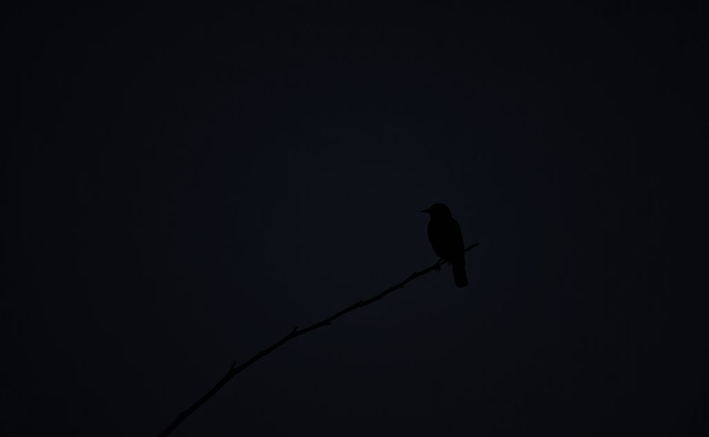 A serene night scene featuring a silhouette of a night bird perched on a branch.