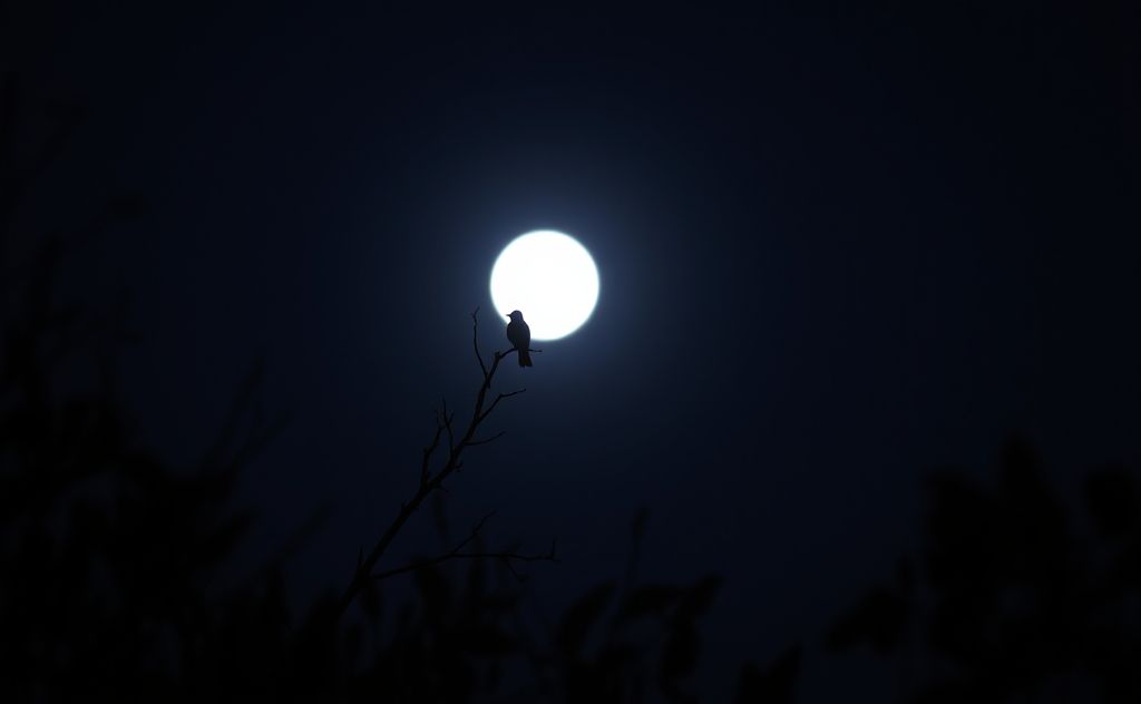 A serene night scene with a silhouette of a bird perched on a branch.