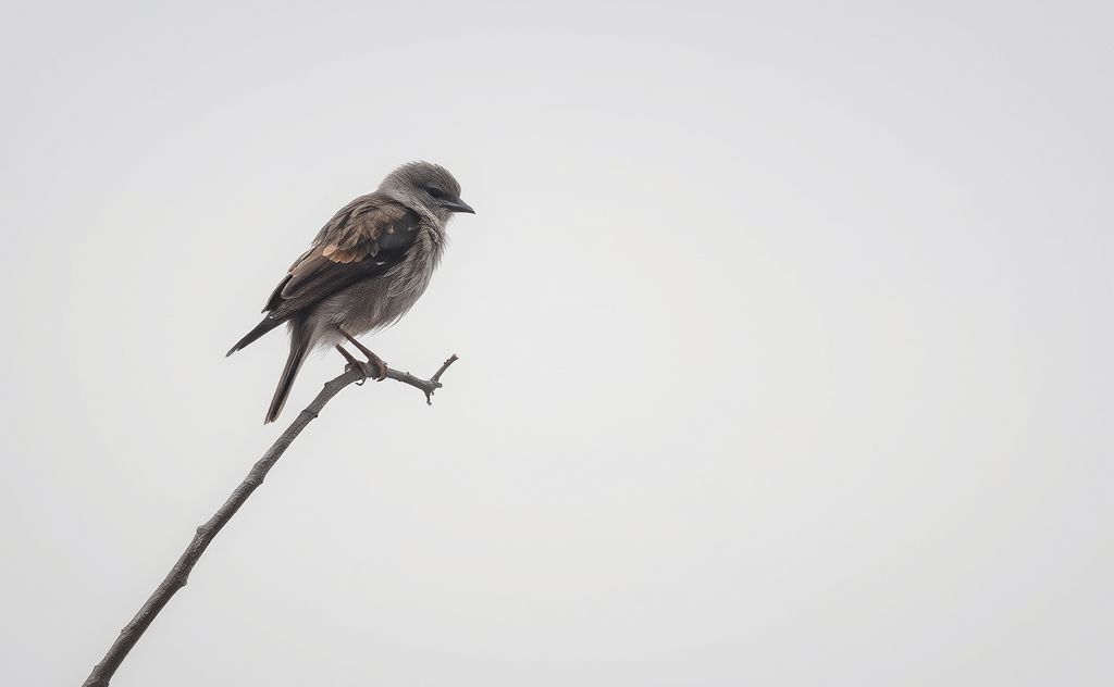 A sick bird resting on a branch with drooping wings and dull feathers.