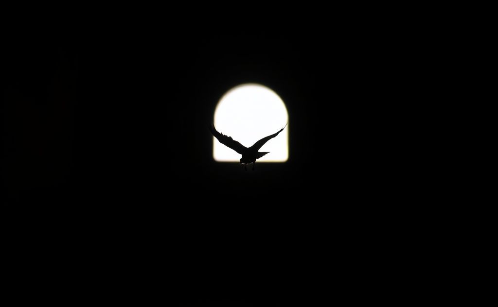 A silhouette of a bird flying towards a door at night.