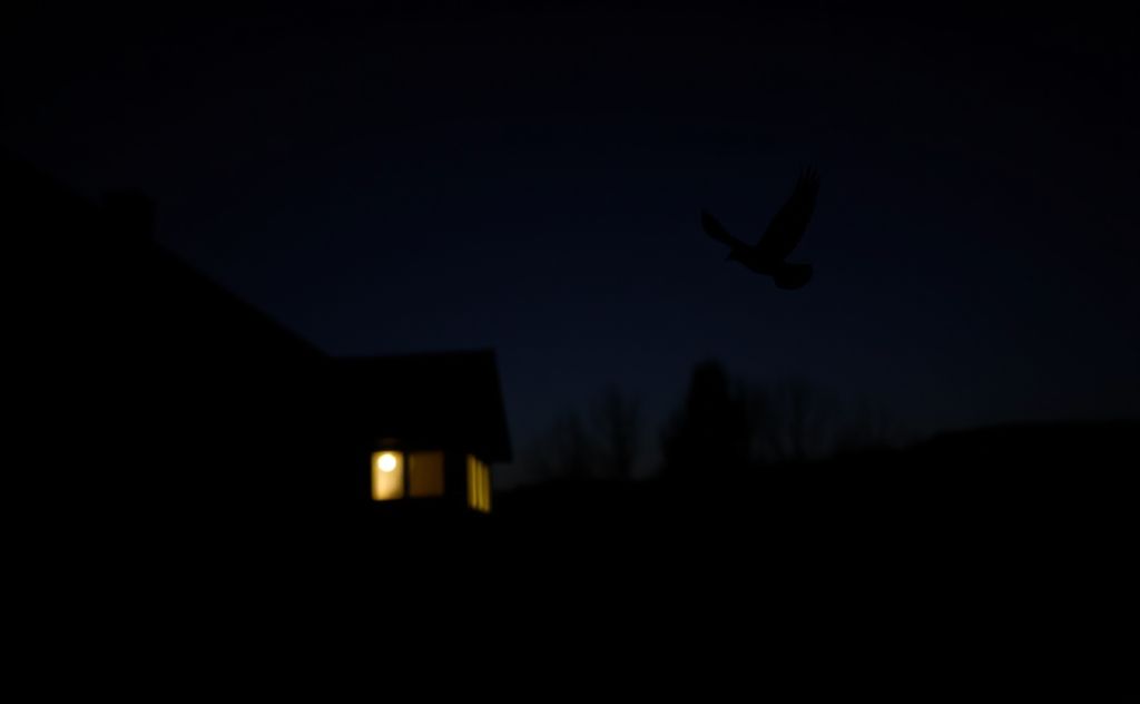 A silhouette of a bird flying towards a house at night.