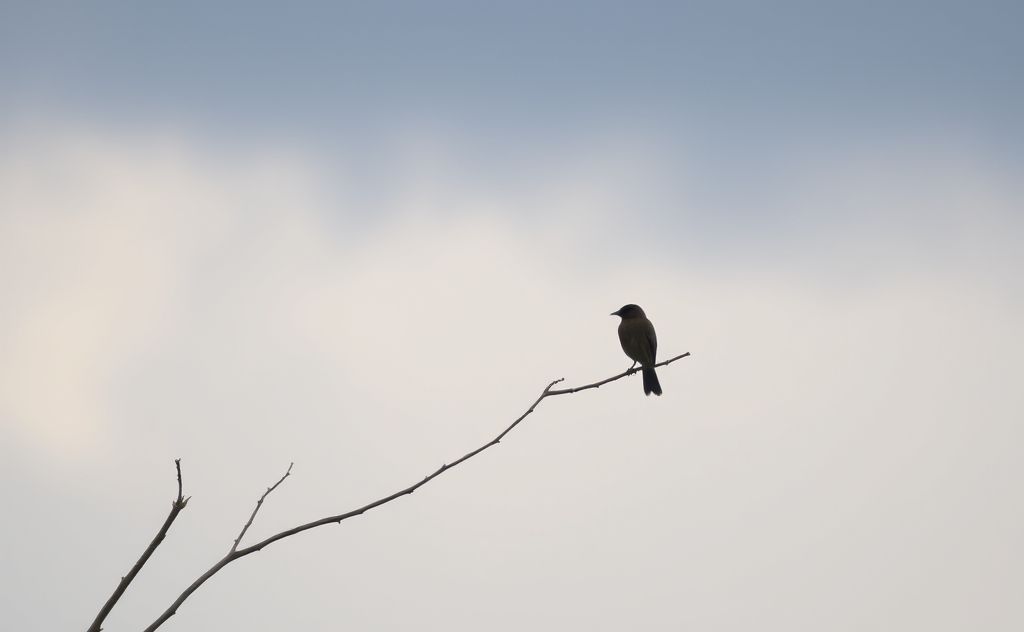 A solitary bird perched on a branch under a cloudy sky.