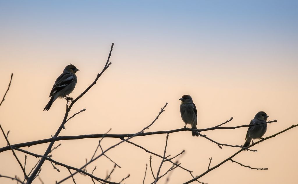 A tranquil scene of finches perched on branches at dusk.