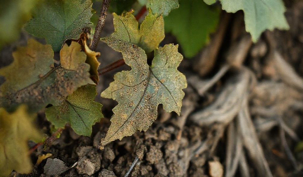 Diferencia entre vino natural y vino orgánico
