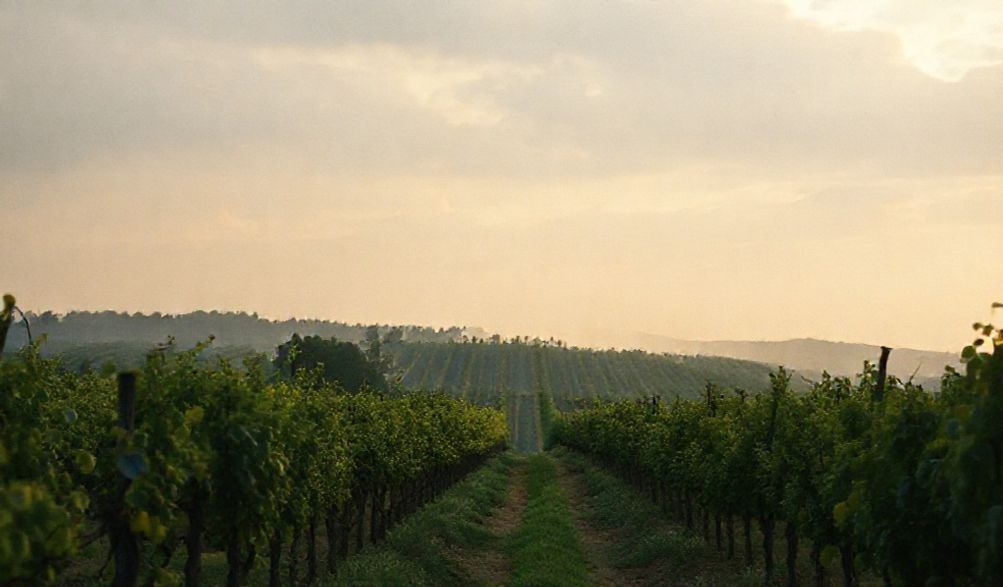 Descodificando la Etiqueta: ¿Es tu 'Vino Natural' Realmente Natural? La Verdad Oculta