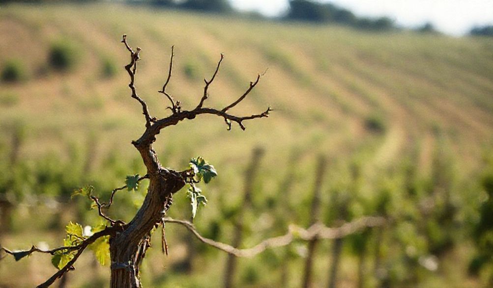 Pét-Nat: ¿El Champagne Rebelde Que Desafía a la Élite (y Conquista tu Paladar)?