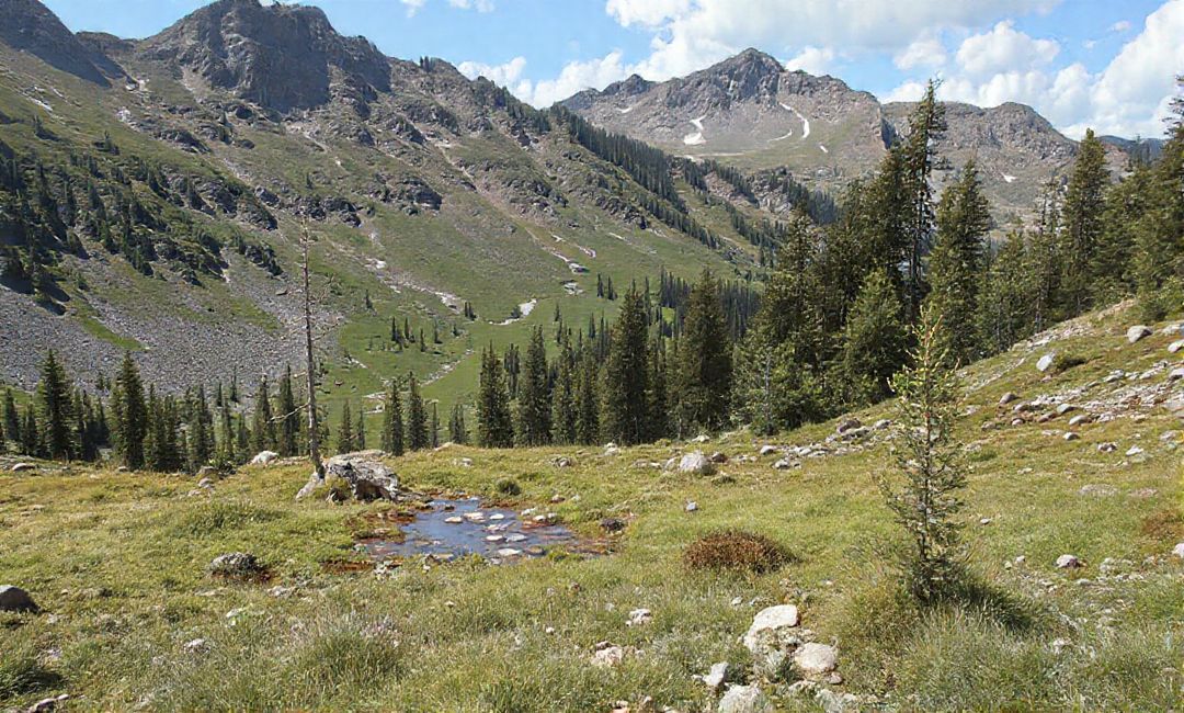 How temperature changes affect alpine ecosystems