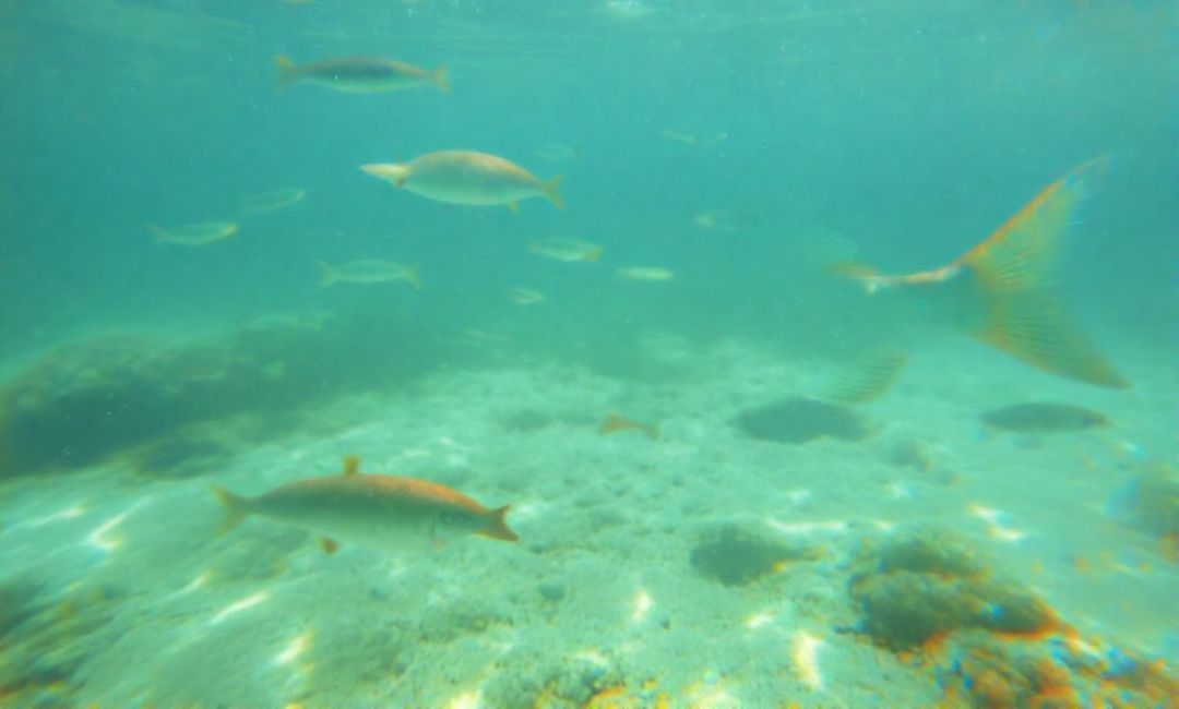 How temperature changes affect fish populations