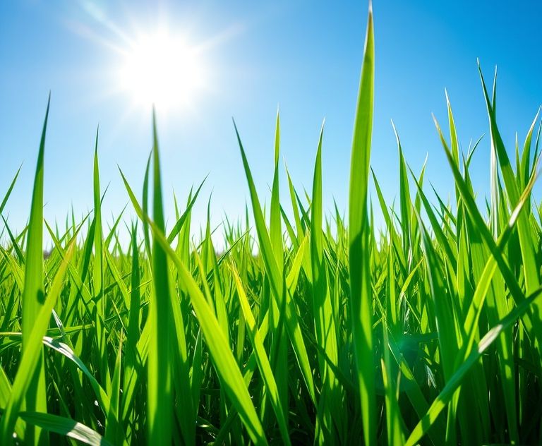Lush green grass under the summer sun with a blue sky backdrop.