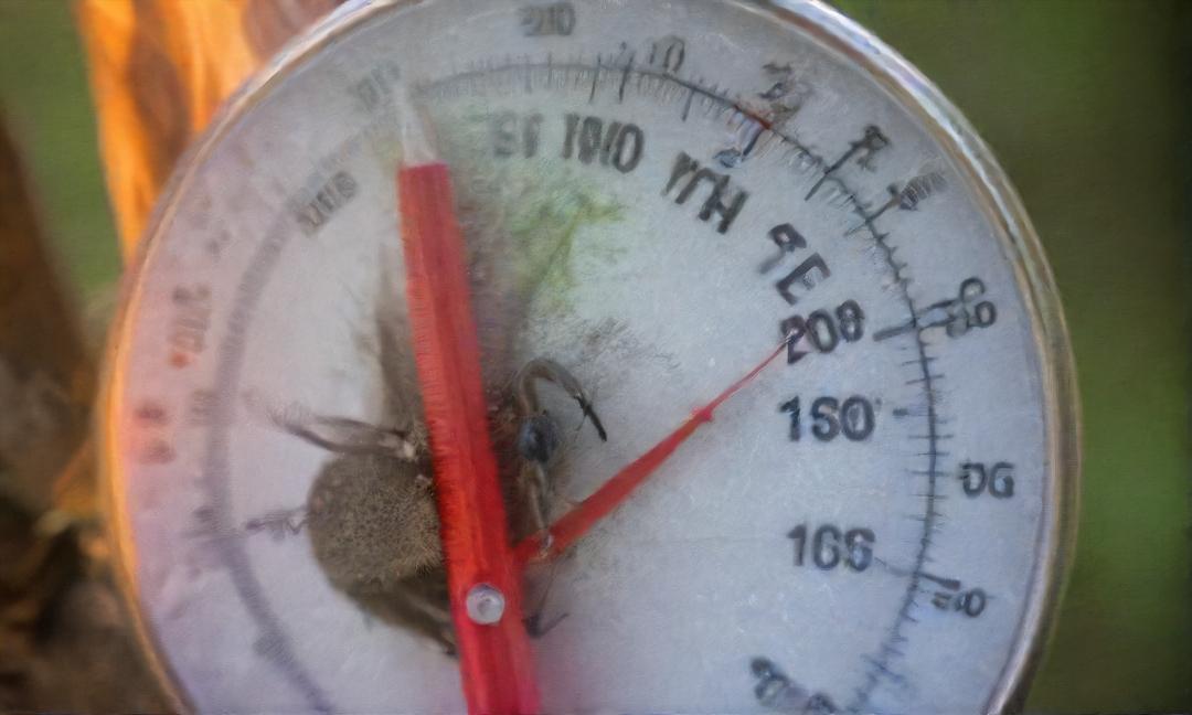 Navigating the Wild Thermometer: Wildlife's Survival Guide to Daily Temperature Changes