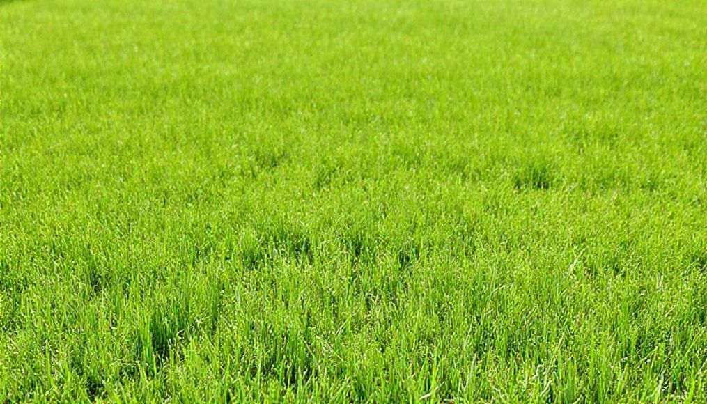 a field of bermudagrass