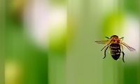 Support Pollinations on Ko-fi