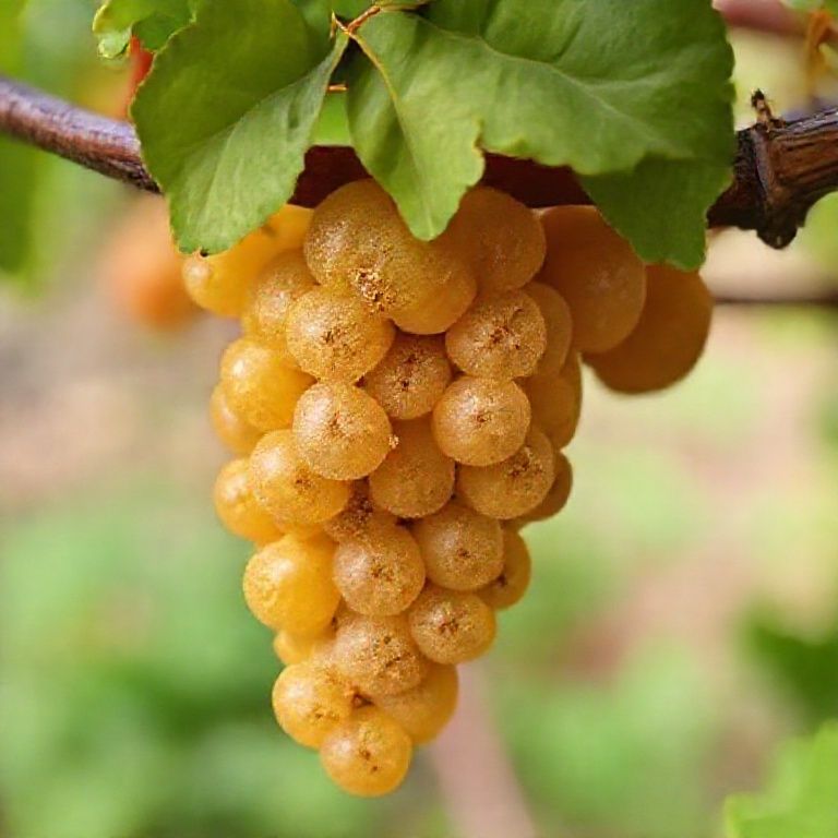 The Complexities of Fermentation with Native Yeasts in Natural Winemaking