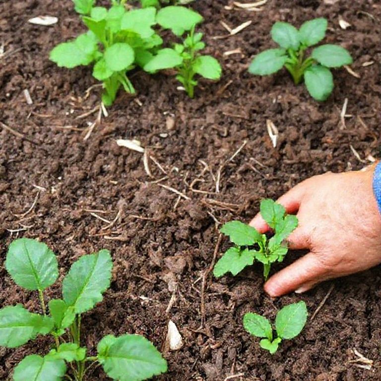 The Role of Mulch in Soil Conservation and Moisture Retention