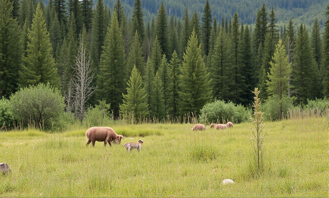 temperature regulation and its role in habitat restoration