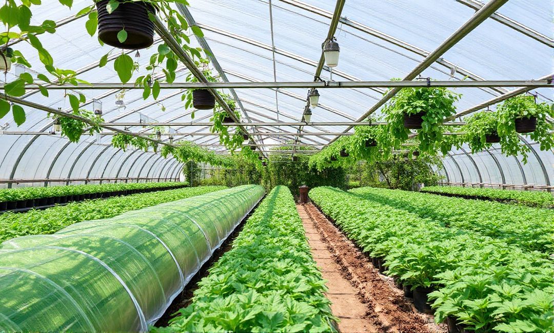 ways to regulate temperature in greenhouses